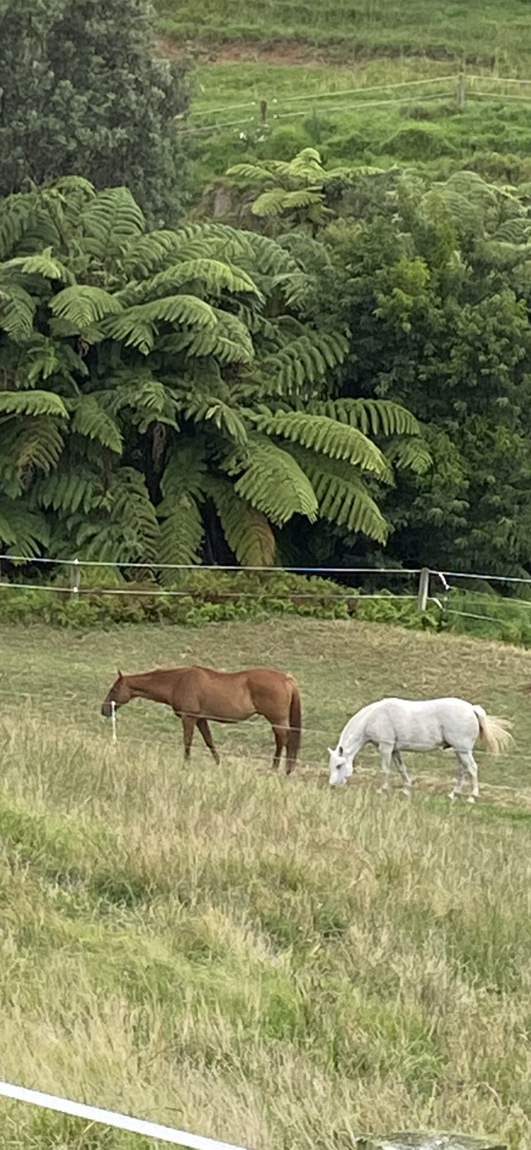 2 Horses in field