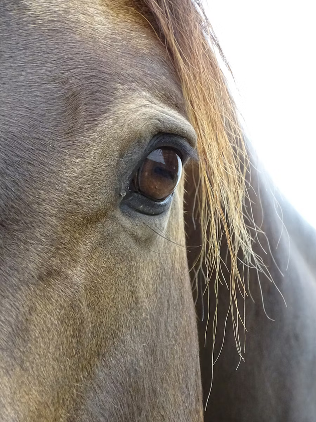 Close up of horse's eye'