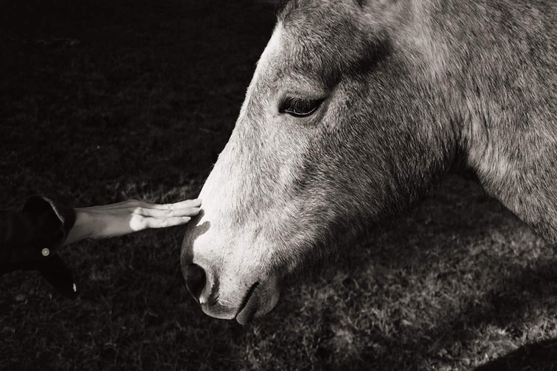 Hand touching horse's nose'