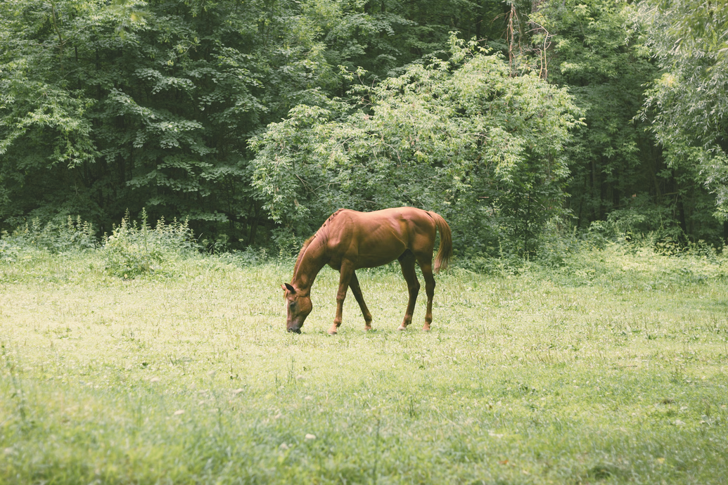 Horse in field