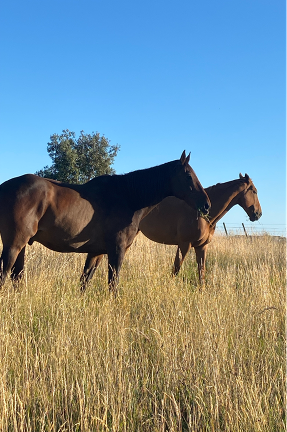 2 horses in field