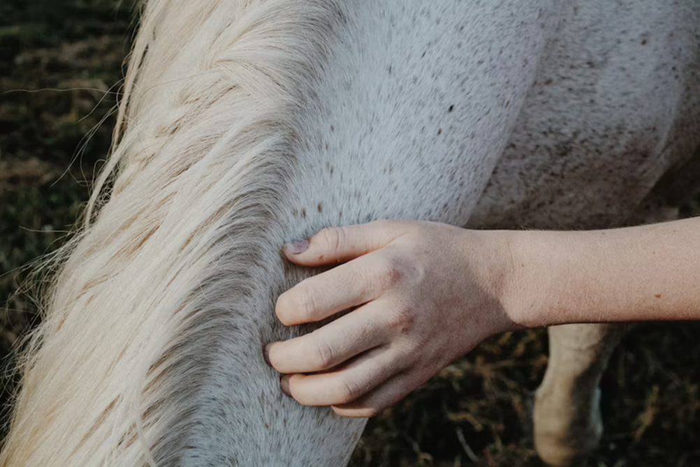 Hand scratching horses's neck'